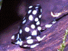 Excidobates mysteriosus