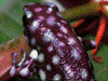 Excidobates mysteriosus