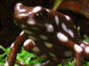 Excidobates mysteriosus