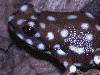 Excidobates mysteriosus