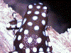 Excidobates mysteriosus