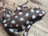 Excidobates mysteriosus