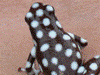 Excidobates mysteriosus