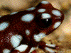Excidobates mysteriosus