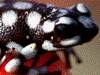 Excidobates mysteriosus