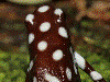 Excidobates mysteriosus