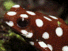 Excidobates mysteriosus