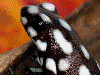 Excidobates mysteriosus