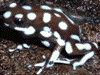 Excidobates mysteriosus