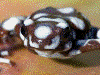 Excidobates mysteriosus