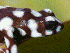 Excidobates mysteriosus
