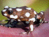 Excidobates mysteriosus