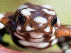 Excidobates mysteriosus