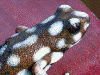 Excidobates mysteriosus