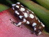 Excidobates mysteriosus