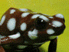 Excidobates mysteriosus