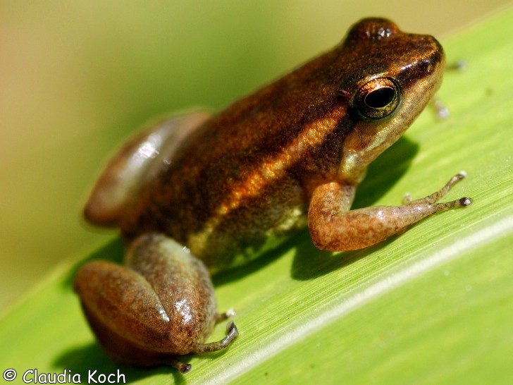 Hyloxalus elachyhistus Information, photos, links