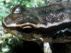 Hyloxalus eleutherodactylus