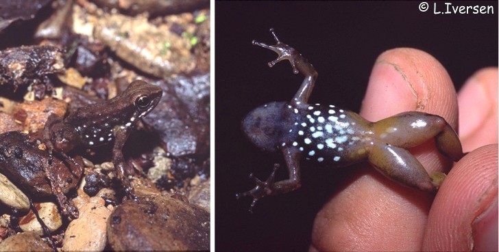 Hyloxalus infraguttatus Information, photos, call, links