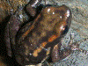 Hyloxalus nexipus