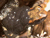 Hyloxalus nexipus