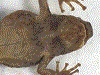 Hyloxalus peculiaris