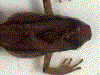 Hyloxalus pumilus