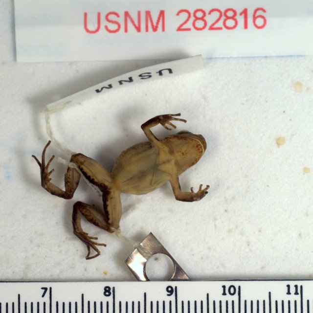 Hyloxalus pumilus Information, photos, links