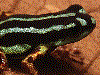 aquamarina