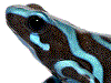 auratus