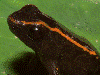 samperi