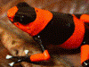 Oophaga