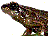 jacobuspetersi
