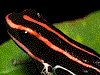 Ranitomeya ventrimaculata