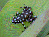 Excidobates mysteriosus