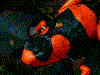 Oophaga lehmanni