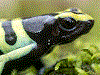 Dendrobates leucomelas