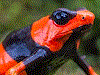 Oophaga lehmanni
