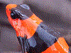 Oophaga lehmanni