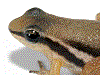 Leucostethus fugax