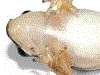 Leucostethus fugax
