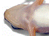 Leucostethus fugax