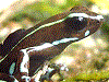 Dendrobates auratus