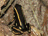 Dendrobates truncatus