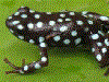 Excidobates mysteriosus