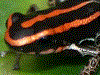 Ranitomeya ventrimaculata