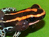 Ranitomeya ventrimaculata