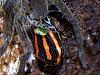 Ranitomeya ventrimaculata