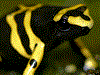 Dendrobates leucomelas