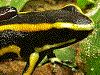 Dendrobates truncatus